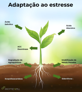 Adapta O Ao Estresse De Plantas A Uni O Fundamental A Microbiota