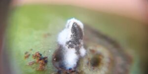 Como micro-organismos do solo ajudam o manejo de pragas?