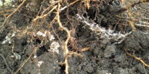 Micorrizas e os fungos que beneficiam as raízes das plantas