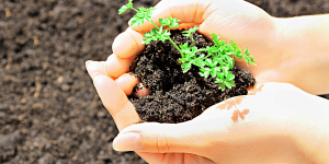 Cinco formas de conservar a qualidade do solo