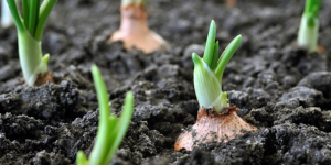 Microbiota do solo ajuda a combater estresses na horticultura