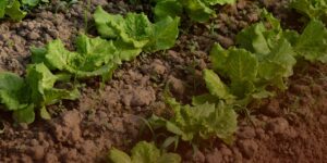 A microbiota do solo ajuda a combater estresses na horticultura