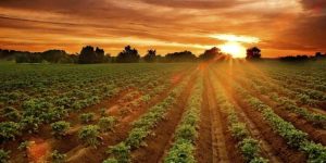 Como a cobertura vegetal influencia a microbiota do solo