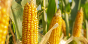 A Agri-Analysis em solo cultivado com milho