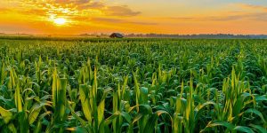 A tecnologia genética em solos cultivados com milho