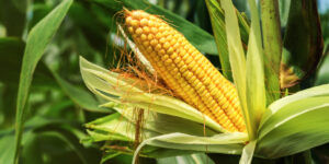 A Agri-Analysis em solo cultivado com milho