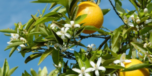 Análise de solo: a genética aplicada para à cultura de laranja