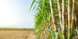 Análise biológica de solo aplicada à saúde da cana-de-açúcar