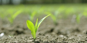 Como a cobertura vegetal influencia a microbiota do solo