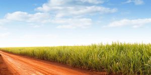 Tecnologia genética de solo aplicada à saúde da cana-de-açúcar