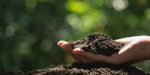 A microbiota do solo e a resiliência dos agroecossistemas