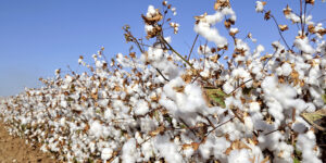 Análise genética de solo aplicada à produção de algodão
