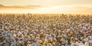 Estudo genético do solo aplicado à produção de algodão