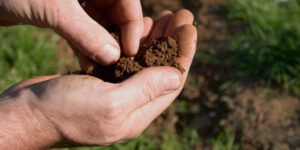 É possível usar nematoides para indicar a qualidade do solo?