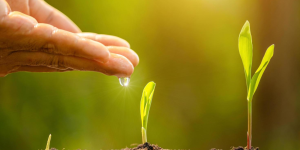 Como economizar fertilizantes a partir das interações microbianas no solo?