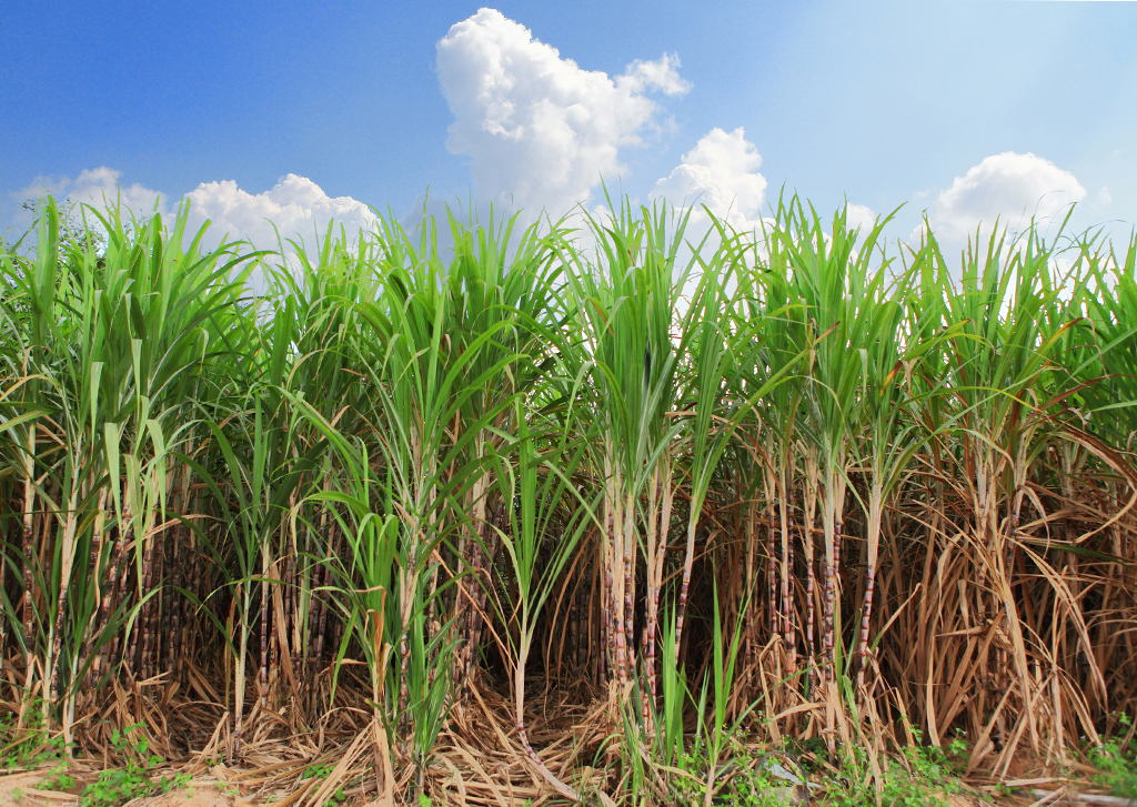 plantação de cana de açúcar