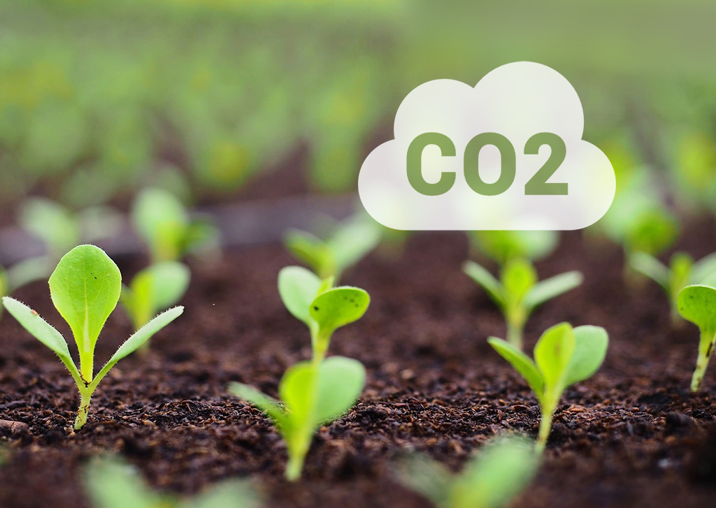 Imagem sobre a importância do carbono: solo com pequenas mudas e um balão escrito CO2
