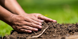 Qual é a importância do carbono para plantas e solos?