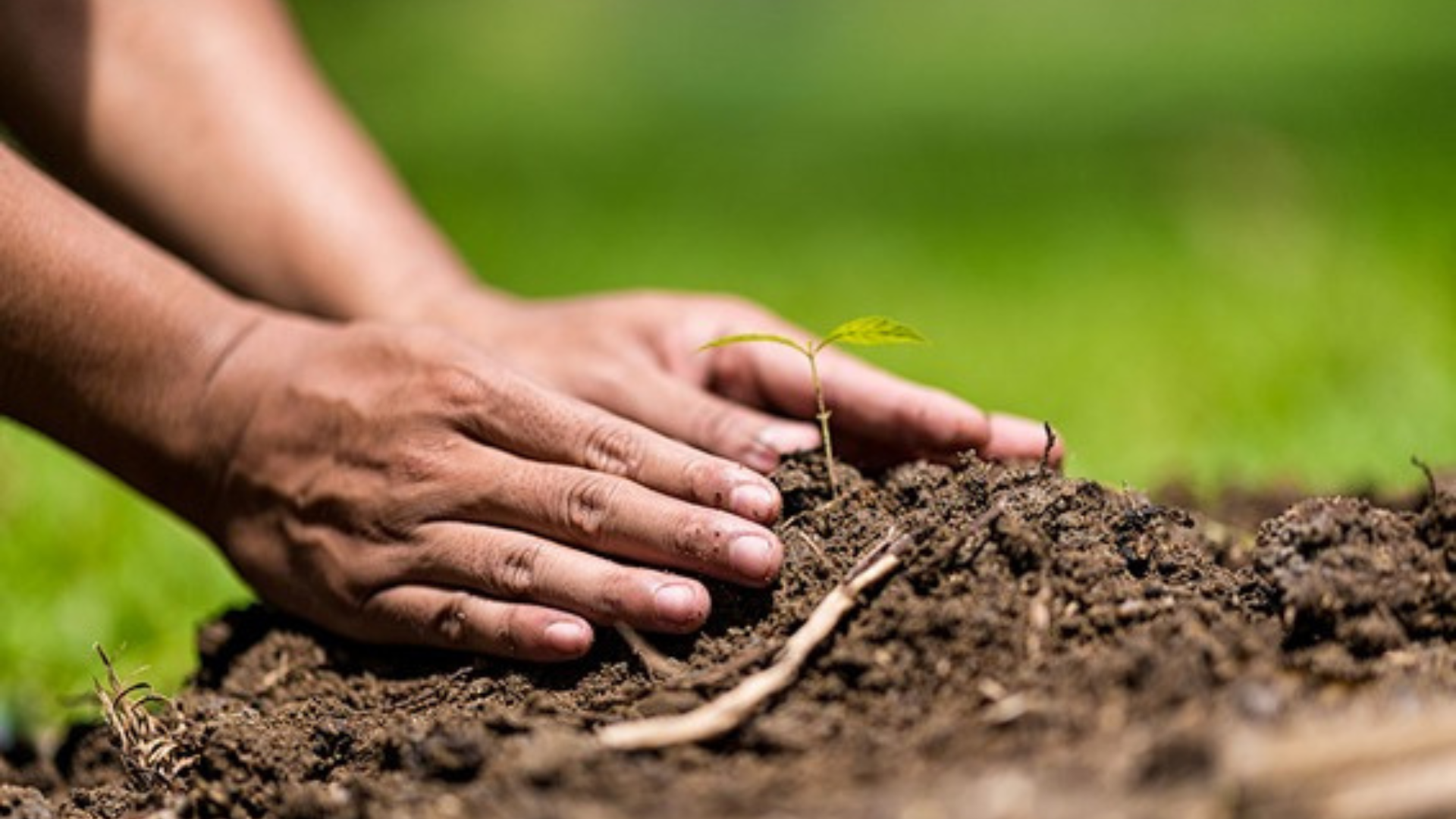 Qual é A Importância Do Carbono Para Plantas E Solos Biome4all Agora é B4a 6911