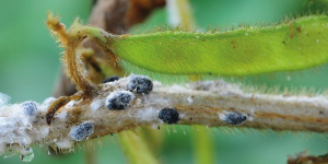 Controle biológico de mofo-branco na cultura da soja por espécies de Trichoderma spp.
