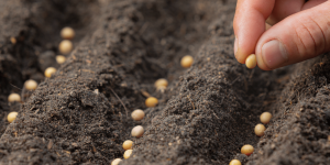 Como a microbiota do solo pode aumentar a produtividade da lavoura