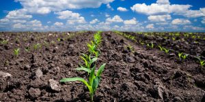 Três fatores que melhoram a microbiologia do solo