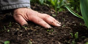 A importância do solo supressivo para a saúde e produtividade das culturas na agricultura