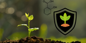 Ácido Salicílico: Como os Micro-organismos do Solo Podem Ajudar a Fortalecer as Defesas das Plantas