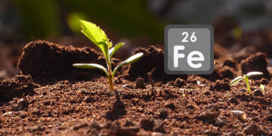 Sideróforos: O elo para um solo fértil e plantas saudáveis