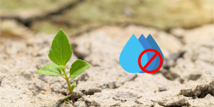 ACC deaminase: a chave para plantas mais resistentes ao ambiente