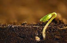 Auxinas: Impulsionando o Crescimento das Plantas com a Ajuda dos Micro-organismos do Solo