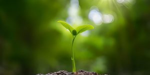 Potencializando o Crescimento Vegetal: O Papel dos Micro-organismos no Crescimento das Plantas