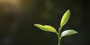 Citocininas: A Peça Chave para o Crescimento e Desenvolvimento das Plantas