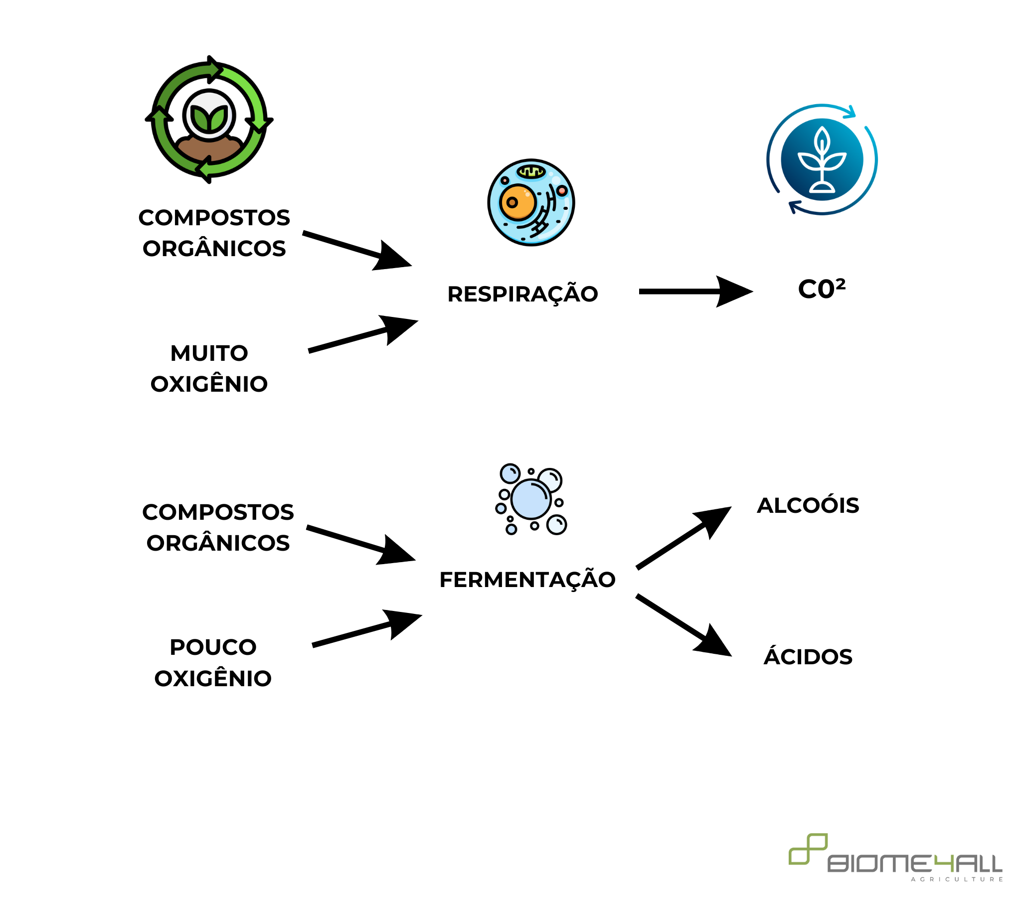 A Vida do Solo: Micro-organismos e a Decomposição da Matéria Orgânica ...