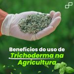 Benefícios do uso de Trichoderma na Agricultura