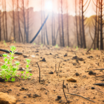 Caminhos para revitalizar sua terra após as queimadas