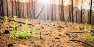 Caminhos para revitalizar sua terra após as queimadas