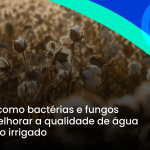 Algodão: como bactérias e fungos podem melhorar a qualidade de água no algodão irrigado