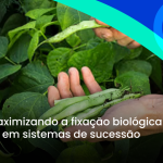 FEIJÃO: Maximizando a fixação biológica de nitrogênio em sistemas de sucessão