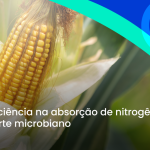 MILHO: eficiência na absorção de nitrogênio com suporte microbiano