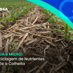 SOJA e MILHO: reciclagem de nutrientes após a colheita