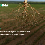 SOJA: estratégias microbianas para melhorar nodulação