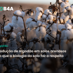 Por que Lavouras de Algodão Perdem Produtividade em Solo Arenoso — e o que a Biologia do Solo faz a Respeito