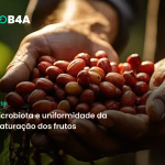 CAFÉ: microbiota e uniformidade da maturação dos frutos