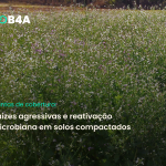 Plantas de cobertura: raízes agressivas e reativação microbiana em solos compactados