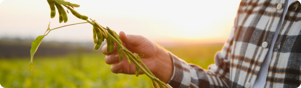 Solo agrícola com planta em desenvolvimento, ilustrando a importância da saúde biológica do solo para tomada de decisão.